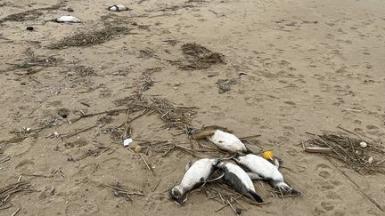 Des manchots morts échoués sur une plage du département de Maldonado, le 20 juillet 2023, en Uruguay. (AFP)