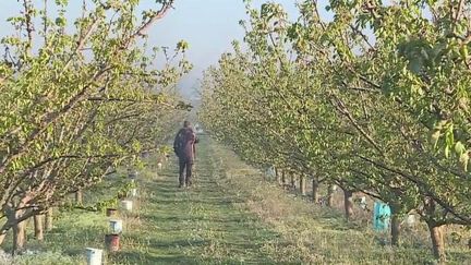 Agriculture : le gouvernement active le régime de calamité agricole suite aux épisodes de gel (France 3)