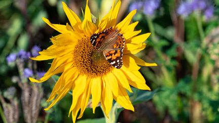 Dans les prairies allemandes, la population d'arthropodes a chuté de 78% entre 2008 et 2017, selon une étude publiée dans la revue scientifique "Nature". (SOEREN STACHE / DPA-ZENTRALBILD / AFP)