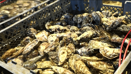 Bassin d’Arcachon : les huîtres, stars des repas de fêtes (Franceinfo)