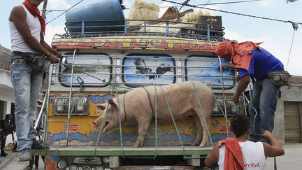 Des hommes accrochent un porc &agrave; l'arri&egrave;re d'un bus &agrave; Toribio (Colombie), septembre 2012. (JAIME SALDARRIAGA / REUTERS)