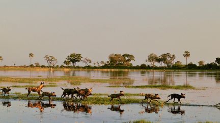 "En pratique, aucune mesure de conservation n’a été mise en place spécifiquement pour les chiens sauvages", rappelle l’UICN. Mais comme le lycaon a besoin de beaucoup de place pour vivre et se mouvoir - jusqu’à 2.500 kilomètres carrés -, l’UICN ajoute que "les plus grandes réserves n’hébergeront ainsi jamais qu’un nombre limité de chiens sauvages". Elle se réjouit en revanche que le lycaon soit mieux valorisé. Ainsi, aujourd’hui, les chercheurs étudient davantage le lycaon que le guépard. (MICHEL BUREAU / BIOSPHOTO / AFP)