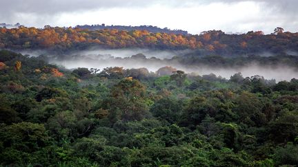 La forêt guyanaise le 2 mars 2007.&nbsp; (JODY AMIET / AFP)