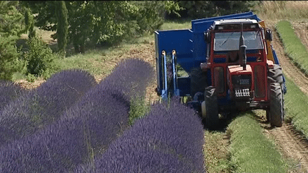 Feuilleton : l'or bleu de Provence (1/5)