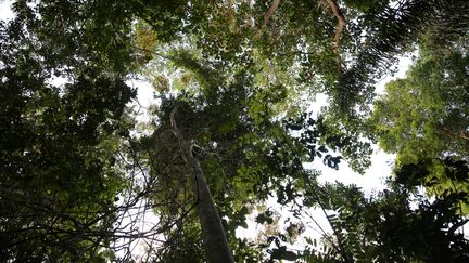 Une forêt dans la commune de Matoury (Guyane),&nbsp;le 24 août 2019.&nbsp; (TIPHAINE HONORE / AFP)