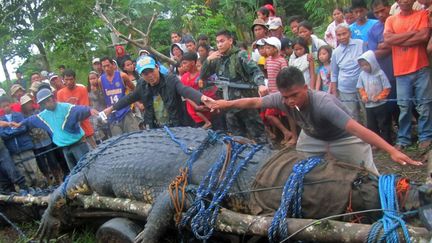 Capture d'un crocodile de 6,4 m&egrave;tres de long &agrave; Nueva Era (Philippines), le 4 septembre 2011. (REUTERS)