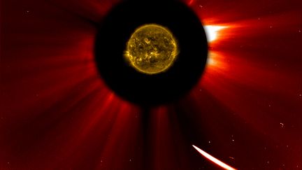 La com&egrave;te Ison se dirige vers le soleil dans cette image issue des captures d'&eacute;cran de l'Observatoire du soleil de la Nasa, le 28 novembre 2013. (ESA / NASA / SOHO / SDO / AFP)