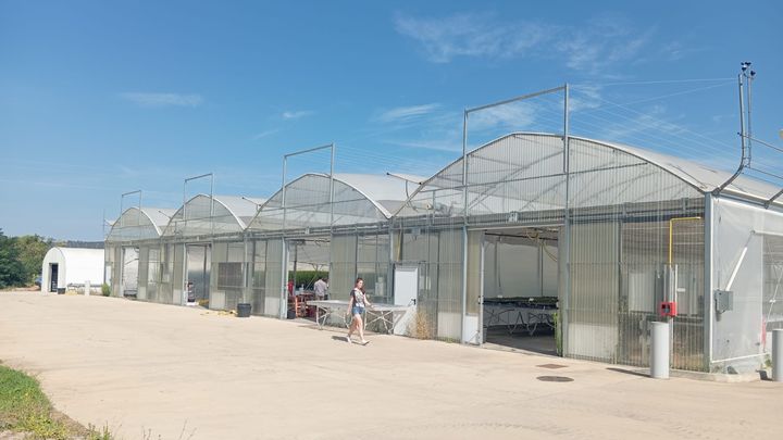 La pépnière de l'ONF à Cadarache, près de Manosque, dans les Bouches-du-Rhône. (GUILLAUME FARRIOL / RADIO FRANCE)