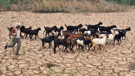 Un berger indien, à&nbsp;Bhunerheri (Indien), le 14 juillet 2016. (AFP)