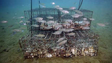 Les biohuts sont des nurseries artificielles qui permettent de protéger les petits poissons. (BORIS HORVAT / AFP)