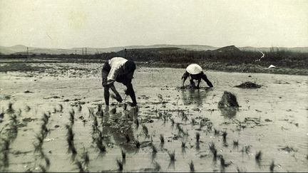 celui qui marquera le plus les esprits est la relance de la riziculture en Camargue. (Vu Quoc Phan)