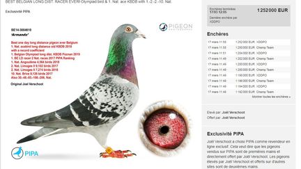 L'animal appartenait à&nbsp;une famille&nbsp;belge qui élève des pigeons voyageurs. Il s'est littéralement arraché&nbsp;lors d'une vente aux enchères en ligne qui a pris fin le 17 mars 2019. (PIPA)