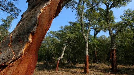 Forêt : un trésor en danger