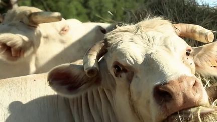 Avec la vague de chaleur, les agriculteurs changent leur façon de travailler. Ces températures élevées succèdent à une sécheresse qui a déjà mis à mal les réserves de foin pour les animaux.&nbsp;&nbsp; (FRANCE 2)