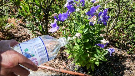 Sécheresse : incapable de les arroser, Lillebonne donne ses fleurs à ses habitants