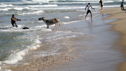 Un Palestinien tire son &acirc;ne dans la mer afin de le laver, Gaza (Palestine), le 26 septembre 2013. (MOHAMMED SALEM / REUTERS)