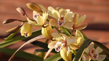 Un cymbidium fleuri en fin d'hiver.&nbsp; (ISABELLE MORAND / DIDIER HIRSCH / RADIO FRANCE / FRANCE INFO)