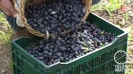 Olives : les producteurs retrouvent le moral grâce à la météo