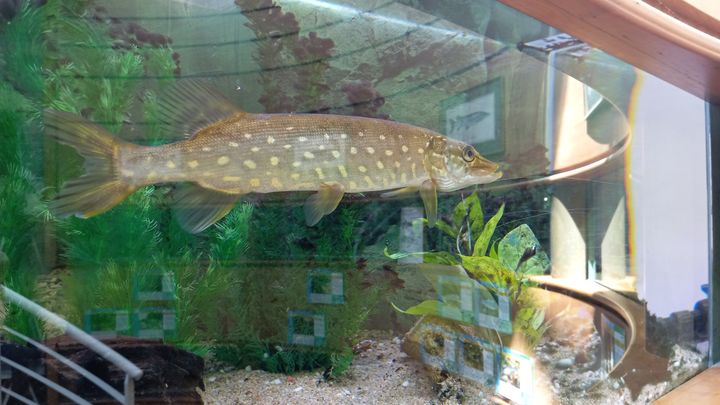 Un brochet dans un aquarium de la Maison de la pêche et de la nature. (GUILLAUME FARRIOL / FRANCEINFO)