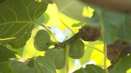 Solliès-Pont : des figues d'exception