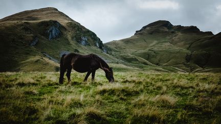 Un cheval broute de l'herbe près du col de l'Aubisque, dans les Pyrénées-Atlantiques, le 9 septembre 2020. (LILIAN CAZABET / HANS LUCAS / AFP)