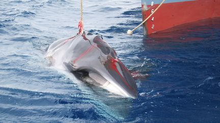 Japon : le retour de la pêche à la baleine