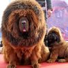 Deux mastiffs du Tibet sont expos&eacute;s lors d'une foire &agrave; Handan (Chine), le 23 mars 2013. (HAO QUNYING / IMAGINECHINA / AFP)