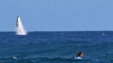 JO 2024 : une baleine fait le spectacle lors des épreuves de surf à Tahiti