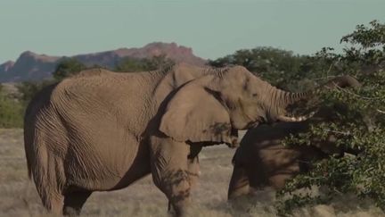 Namibie : la vente d'éléphants aux enchères fait polémique (FRANCE 2)