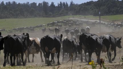 Un troupeau de bovins en Nouvelle-Zélande. (A. DEMOTES / AFP)