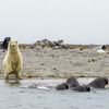 Un ours polaire observe des morses, sur une plage de l'île d'Amsterdam, dans l'archipel du Svalbard (Norvège). (SAMUEL BLANC / BIOSGARDEN / BIOSPHOTO / AFP)