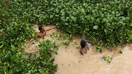 Source du Nil Bleu, le plus grand lac éthiopien (2.156 km²) a vu depuis 2012 un dixième de sa superficie recouvert de jacinthes d'eau. Le ruissellement des eaux usées urbaines et agricoles encourage la croissance de la plante flottante. Deux à trois millions de personnes dépendant du lac Tana pour leur subsistance, selon l'ONG allemande NABU. L'arme la plus efficace à leur disposition: l'arrachage à la main. (Maheder HAILESELASSIE / REUTERS)