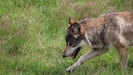 Un deuxième loup a été tué dans la Drôme depuis le début de l'année