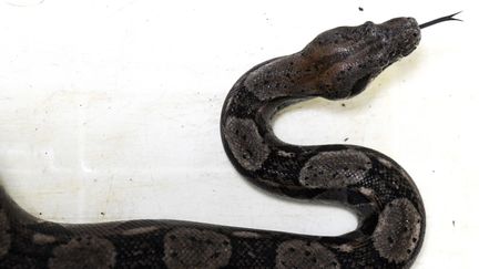 Un boa constricteur du zoo de San Salvador (Salvador), le 15 juin 2017. (OSCAR RIVERA / AFP)