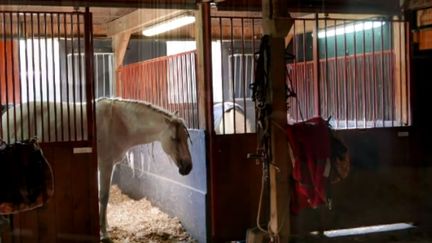 Dans les écuries du&nbsp;village Zingaro à Aubervilliers. (JEAN-LUC GRZESKOWIAK / RADIO FRANCE)