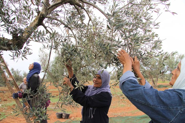 Récolte d'olives dans le village de&nbsp;Sabalet Ben Ammar, près de Tunis, le 10 octobre 2016. (HAMMI/SIPA)