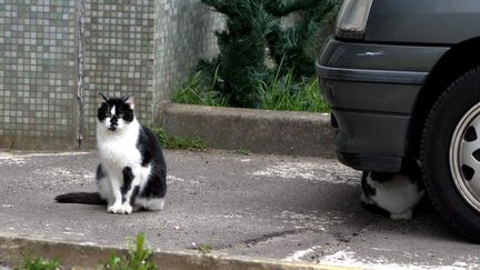 Un chat errant à Thionville en Moselle, le 13 juillet 2015 (photo d'illustration). (JULIO PELAEZ / MAXPPP)