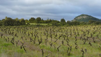 Vignoble biologique dans les Corbi&egrave;res (CHRISTIAN KÖNIG / BIOSPHOTO/AFP PHOTO)