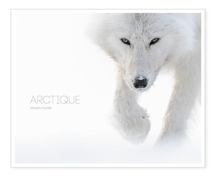 &nbsp; (Vincent Munier / Ed. Kobalann)