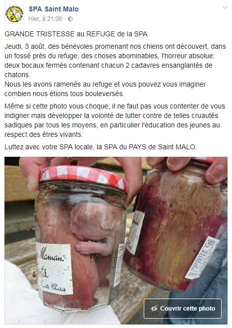 La SPA de Saint-Malo a signalé avoir trouvé des chatons enfermés dans des bocaux, jeudi 3 août 2017. (SPA SAINT-MALO / FACEBOOK)