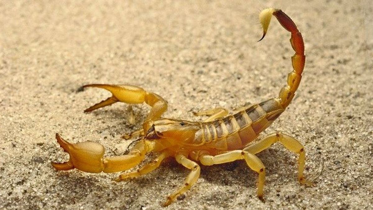 En Algérie, le scorpion tue plus que le choléra