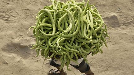 Un cultivateur va vendre ses concombres au march&eacute; &agrave; Allahabad (Inde), le 22 mars 2012. (JITENDRA PRAKASH / REUTERS)