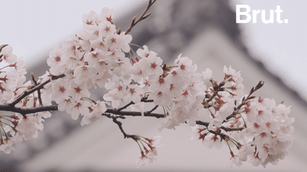 Au Japon, les cerisiers en fleurs marquent le retour du printemps