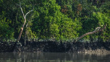 &nbsp; (Le fioul s'est dispersé dans toute la mangrove, laissant des traînées noires sur les rives de la jungle © Gilles Bonugli Kali)