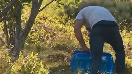 Début 2019 serait un bon cru, malgré la sécheresse, pour la cueillette commencée il y a deux semaines. (France 3)