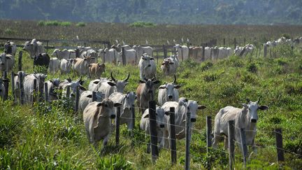 Un élevage bovin près de la forêt amazonienne au Brésil, en septembre 2019. (NELSON ALMEIDA / AFP)