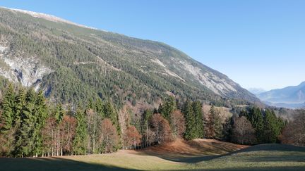 Une forêt dans la vallée de Stans, dans le Tyrol (EMMANUEL LANGLOIS)