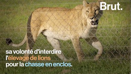  VIDEO. L'Afrique du Sud veut interdir les élevages de lions (BRUT)