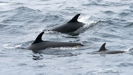 Des dauphins à flancs blancs de l'Atlantique nagent dans les eaux du sanctuaire marin national de Stellwagen Bank, le 10 mai 2018, près de Gloucester, dans le Massachusetts. (DON EMMERT / AFP)