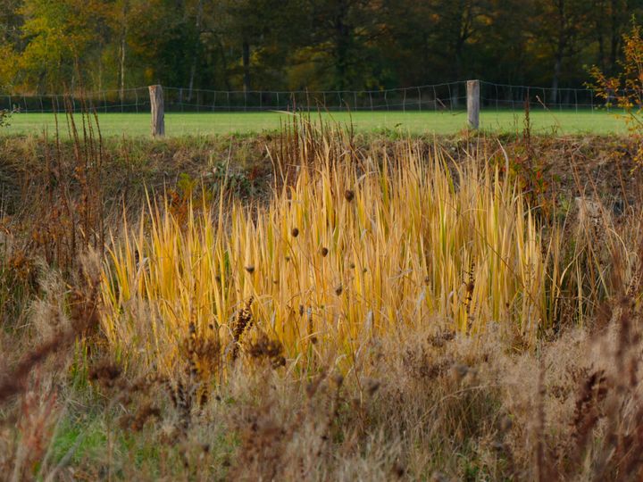 Le riz de Mandchourie (Zizania latifolia) en automne, au Flérial, le jardin punk d'Éric Lenoir.&nbsp; (ISABELLE MORAND / RADIO FRANCE / FRANCE INFO)